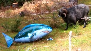 Angry Ram VS Shark