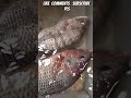 #fishing #shortsfeed #short#fishingvlog