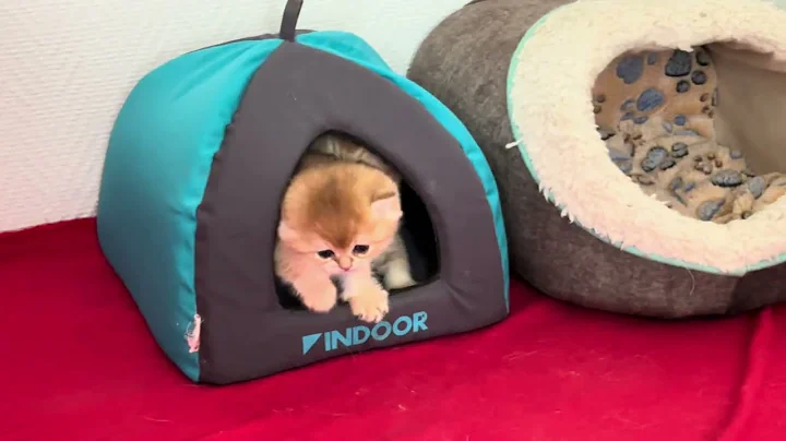 Video 11326371: tiny british shorthair kitten, british shorthair kittens playing, adorable british shorthair kitten, toys british shorthair, british shorthair fun, kitten chasing