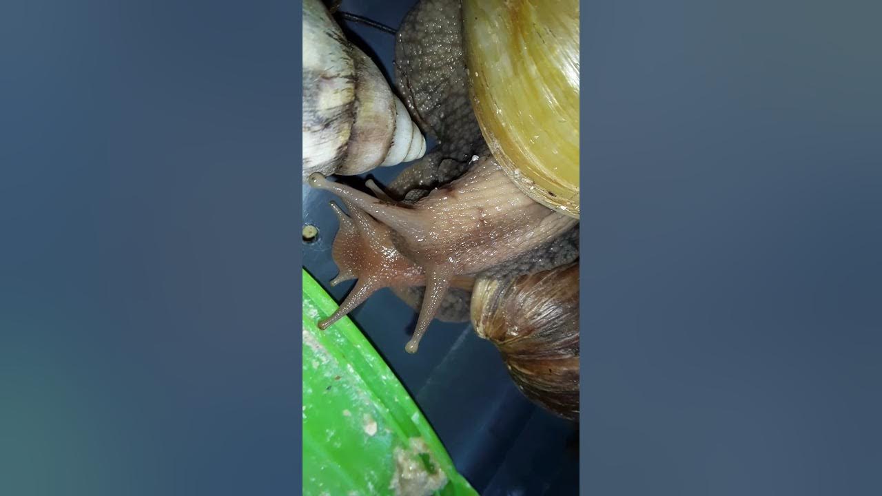 У улиток есть мозги