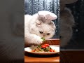 A Persian Cat is Cooking Lemongrass BBQ Chicken Wings
