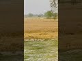 आज मैजापुर गोंडा में Wheat गेहूं काट रहा #agricultura