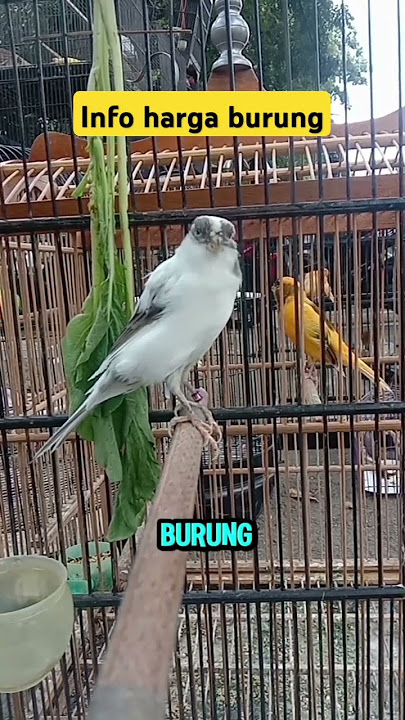 harga burung kenari f1 #videoshort