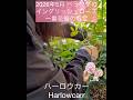 【2026年5月 ベランダのイングリッシュローズの一番花後の剪定「ハーロウカー」】david austin roses in balcony garden