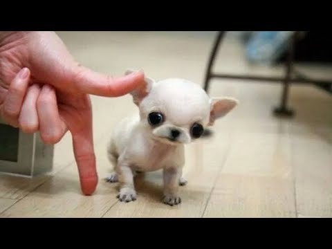 Какая порода собак самая маленькая! Чихуахуа