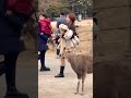 奈良の凄い鹿に出会う観光客🫎▶️クリックでロングバージョンに移ります