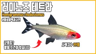 러미노즈 테트라, 군영이 발동되는 2가지 조건…! #물생활백과사전