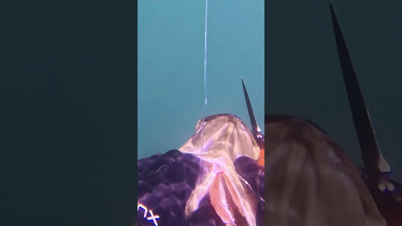 Spearfishing Northern California: I Shot the Swim Bladder!
