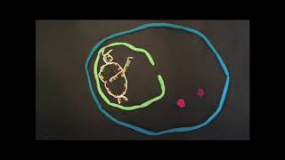 Polypeptide synthesis - stop motion