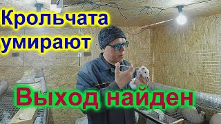 Пропойки, чистые клетки  А крольчата всё равно умирают  Вам сюда   Я нашёл причину