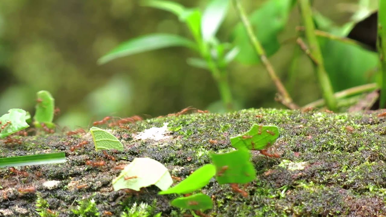 Costa Rica fieldcourse 2014 – Harvestmen