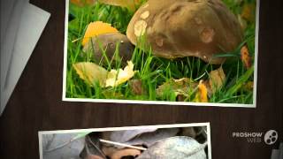 Boletus ferrugineus - fungi kingdom