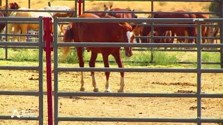 Full Young Wild Horses Injured in Helicopter Roundup Guide
