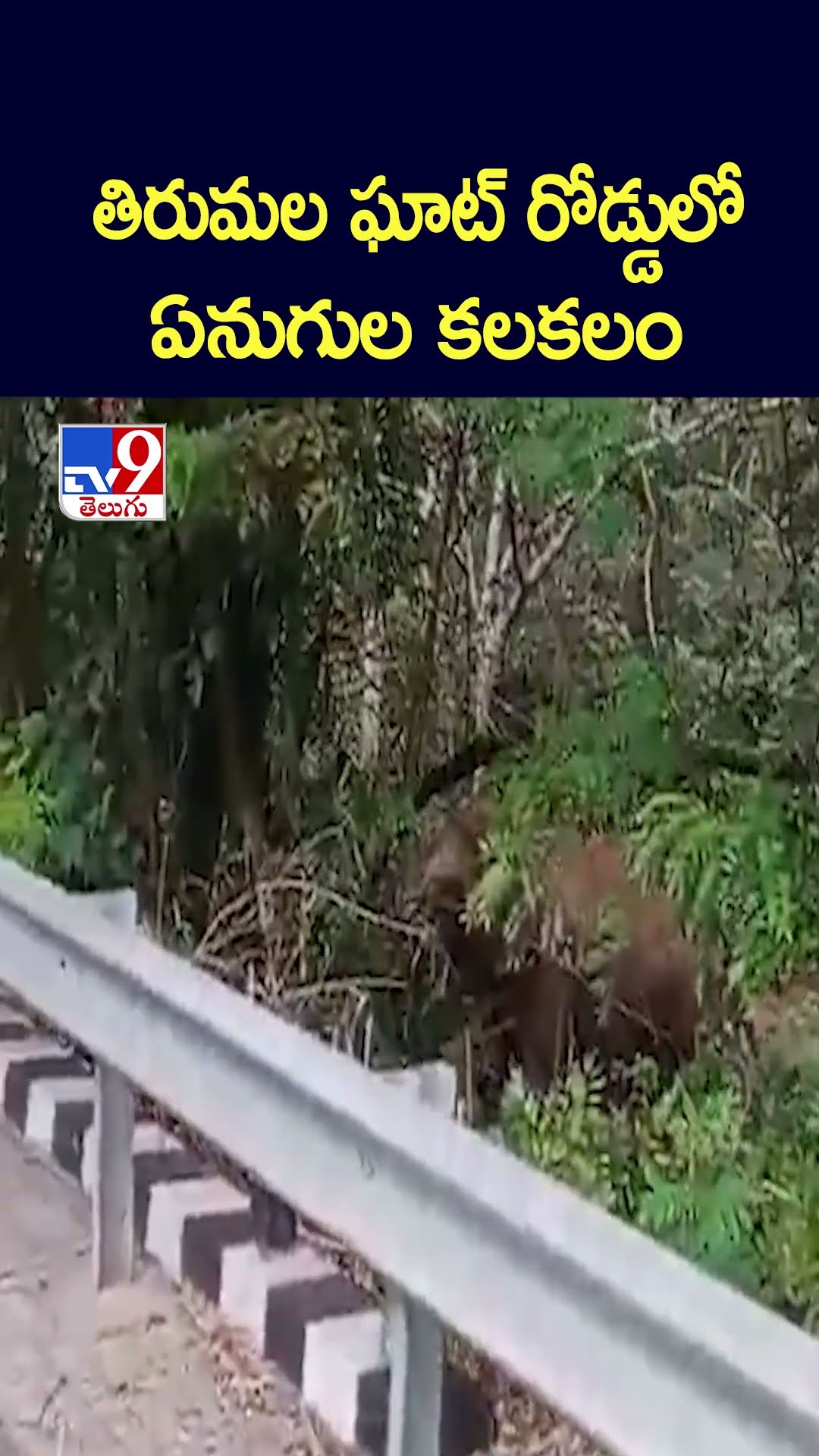 తిరుమల ఘాట్‌ రోడ్డులో ఏనుగుల కలకలం - TV9
