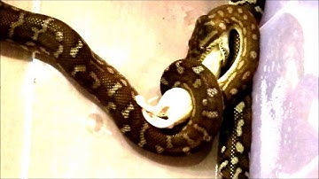 Bredli Python eating a small rat - Sped up version