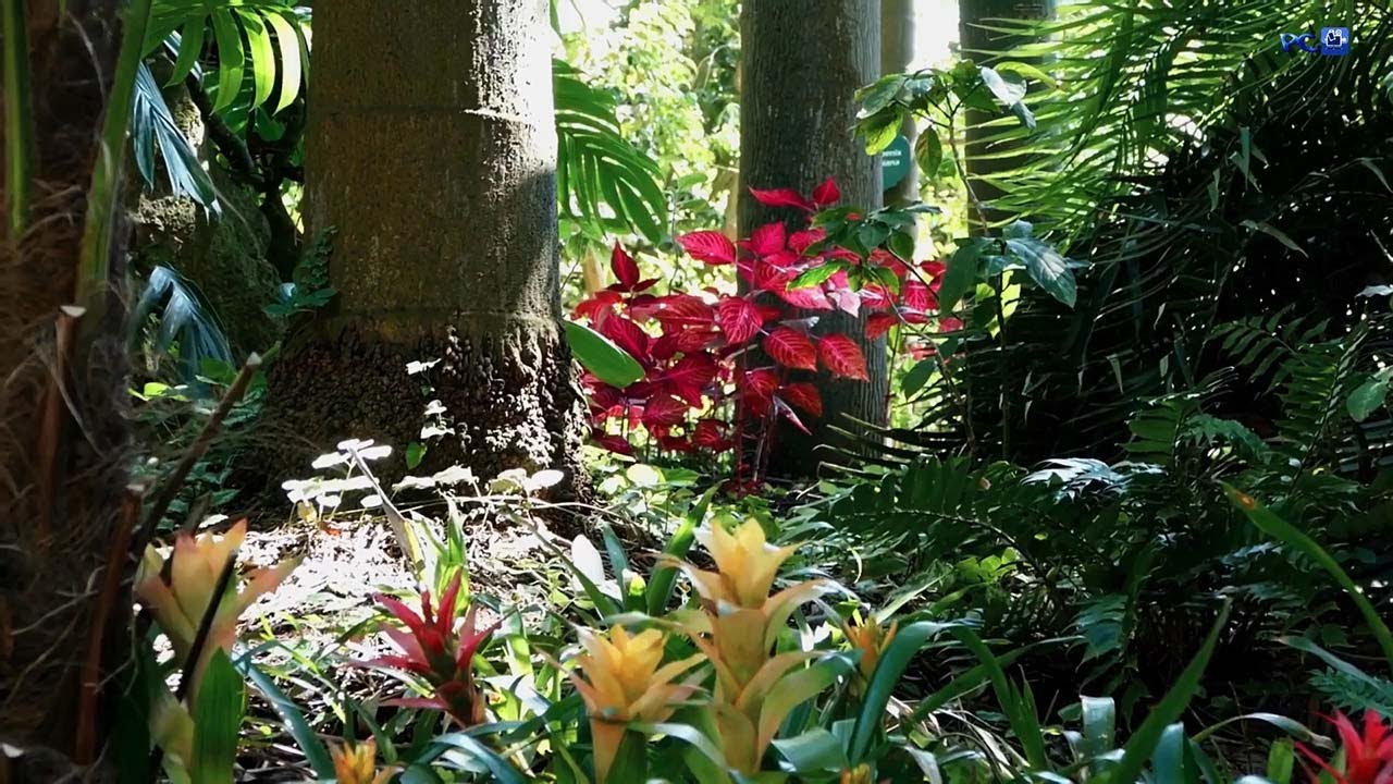 IL BELLISSIMO PARCO LA MORTELLA (ISCHIA) ITALY