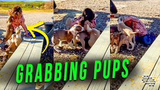 Little Girl Playing With 6 Pups as Two Try to Grab Her Hair