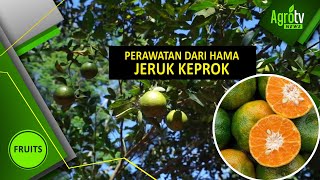 HAMA DAN PERAWATAN JERUK KEPROK