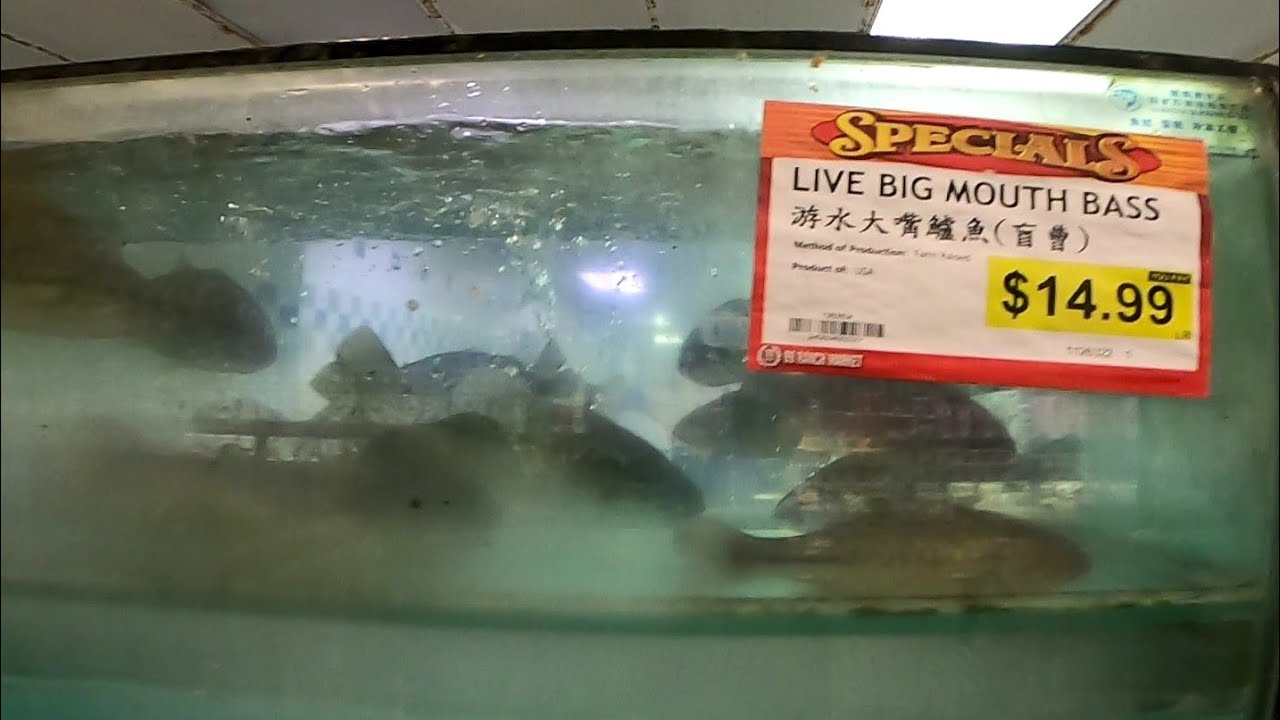 Steamed Stripe Bass time! catch and cook YouTube