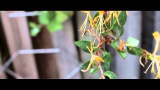 Canon 650D Welimex Pro 35mm F1 4 with Live View   View Finder