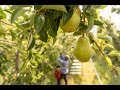 Hand-Picked: The Story of Pears in the Pacific Northwest I USA Pears