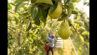 Hand-Picked: The Story of Pears in the Pacific Northwest I USA Pears