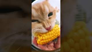 кукуруза на ночь #коты #лучшее #приколы #смешно #еда #вкусно #рекомендации #вреки