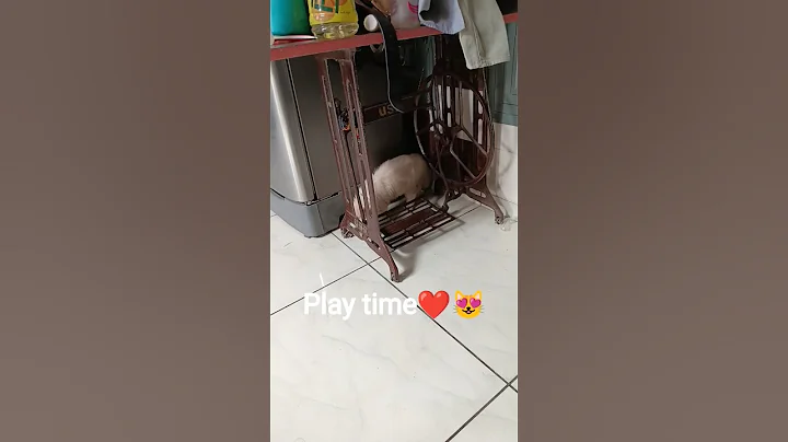 Video 10875791: british kitten cat cute, kittens meowing british, british kitten pets, cats cute funny british, laugh pets funny cat