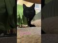 まん丸な目でおもちゃを器用に投げ返す黒猫　　　#黒猫 #cat #ミヌエット #おすすめ #かわいい猫 #ペルシャ猫 #マンチカン #blackcat #ねこのいる生活 #ねこ #おもちゃ