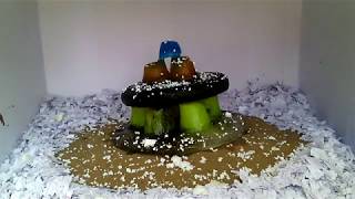 MELTING ICE CAKE TIMELAPSE