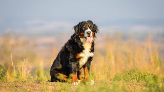 Bernese Mountain Dog and Canine Recall Training