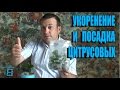 Укоренение и посадка черенков цитрусовых Способ №2(продолжение эксперимента с парничком) #Цитрусовые