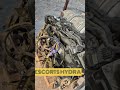 🏗ESCORTS HYDRA BS5 ENGINE 🏗