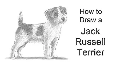 How to Draw a Dog (Jack Russell Terrier)