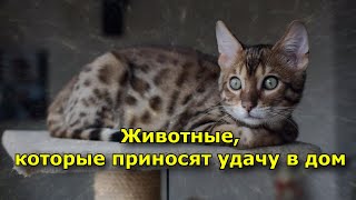 Животные, Которые Приносят Удачу В Дом