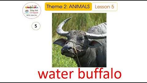 Tiếng Anh 5 i learn smart start grade 5 theme 2 lesson 5 MS NGUYET