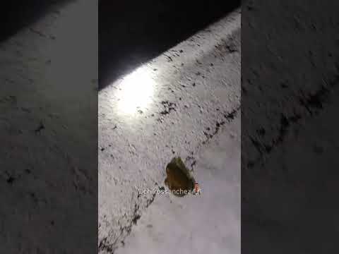CUANTOS SAPOS 🐸 LOGRAN VER ? - #viral #datoscuriosos #sapos #nature #curioso #frogs #airport #parati thumbnail