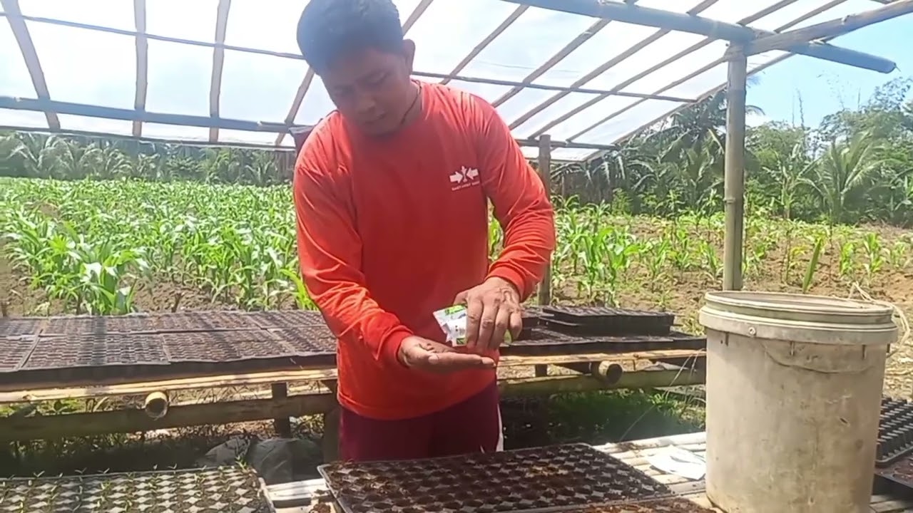 Pagpupunla ng Talong Gamit ang Calixto F1