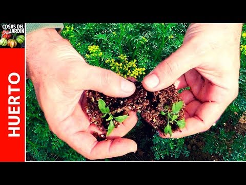 Video: Ruda: cómo cultivar la ruda