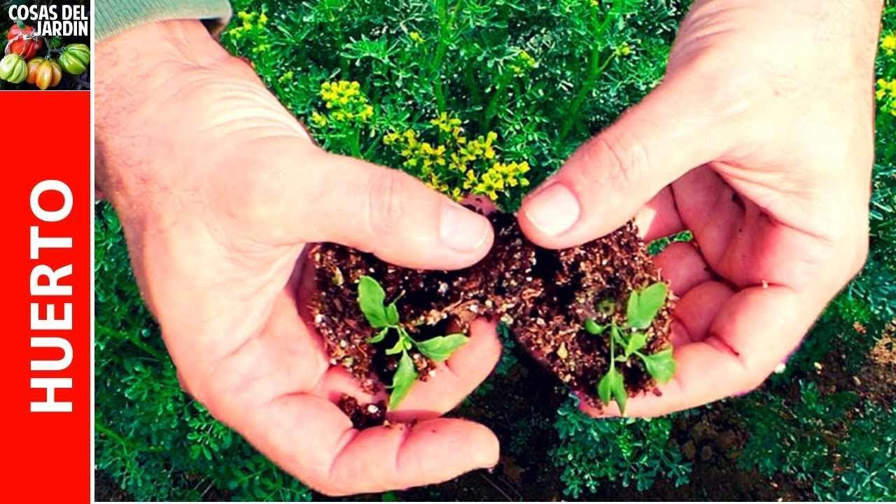 Como Sembrar Ruda En Casa Paso A Paso Como Plantar Ruda Y Para