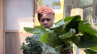 Sunday Morning Callaloo & Kale Harvest 