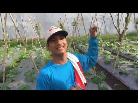 Video: Paano Itali Ang Mga Pipino Sa Greenhouse At Bukas Na Patlang