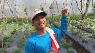 Proper trellis for Cucumber and Pole Sitao in Bulacan