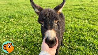 Lady Saves Pregnant Donkey. Now Baby Runs The Farm | Cuddle Buddies