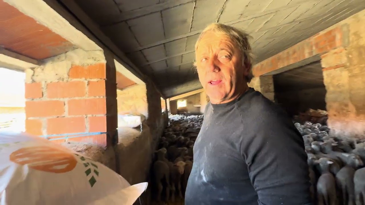 Así fue mi domingo...anda que no están guapos los corderos , para los que me llaman 