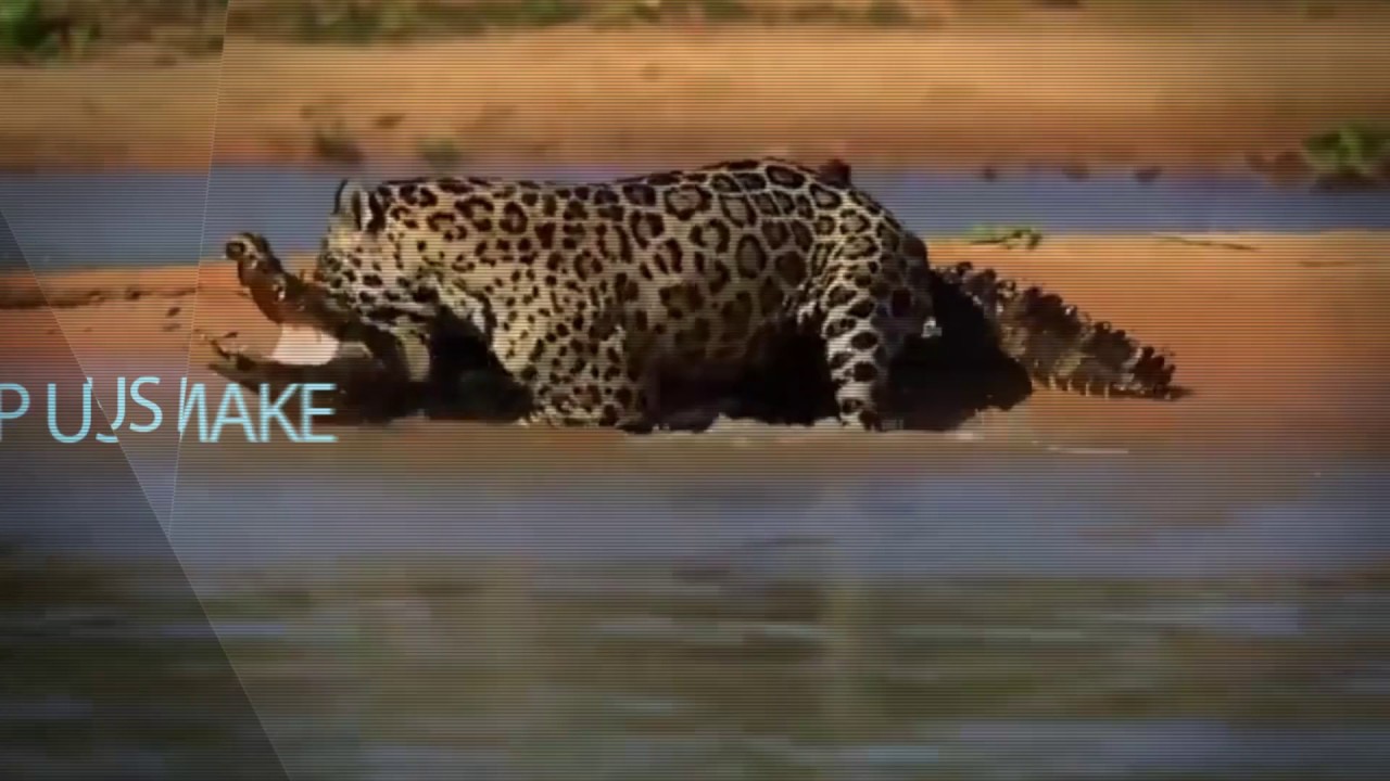 CALL OF THE WILD GAME YouTube