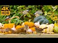 Cat TV For Cats To Watch 😺📺 Birds, Squirrels, Pumpkins In Fall(4K HDR)