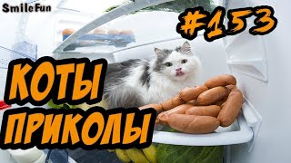 Смешныесмешные коты | Приколысмешные коты | Ссмешн...