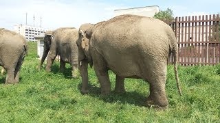 🐘🐘🐘 Слоны в Бобруйске 🐘🐘🐘 Слоны в Бобруйске