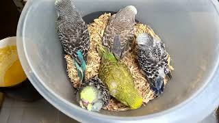 Quality and Colours || How to hand feed babies. by Budgerigar 2,980 views 1 year ago 29 minutes